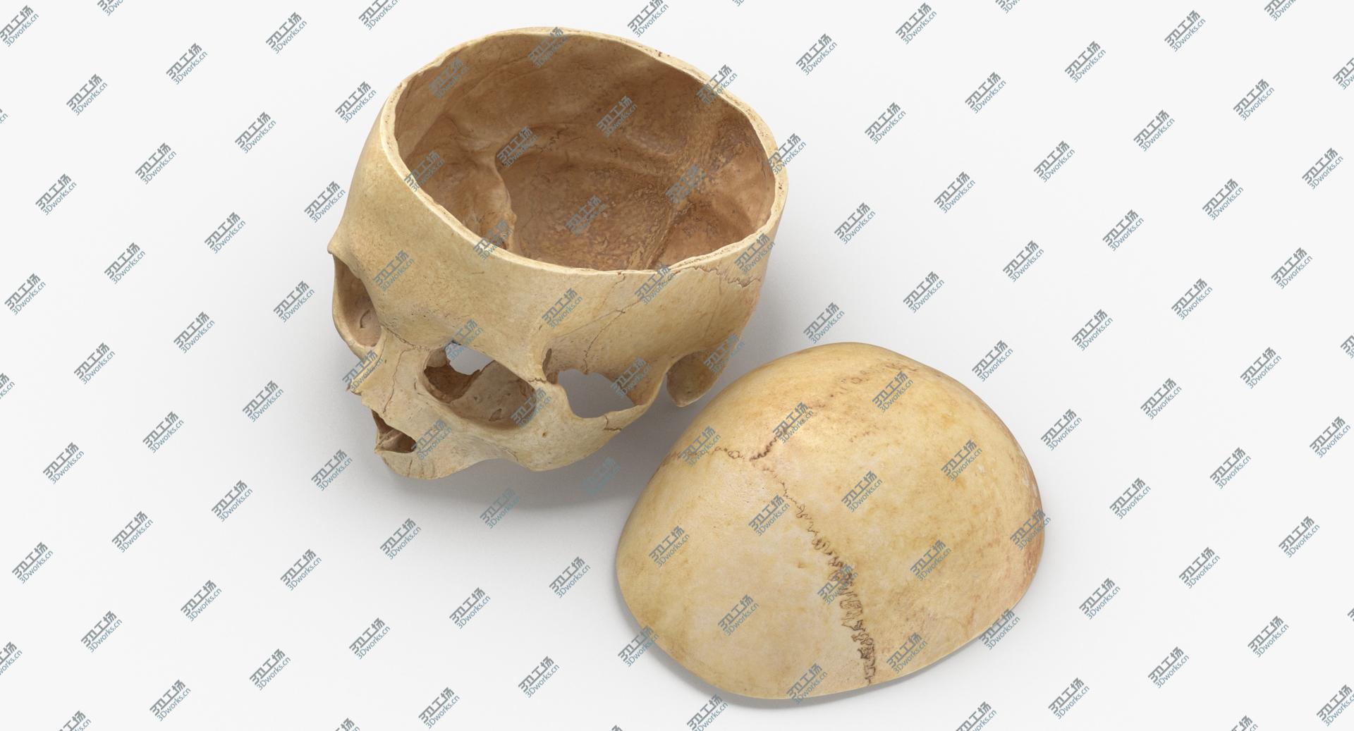 images/goods_img/202104091/Real Human Skull Cranial 02 Cut With Piece Pose 04 3D model/4.jpg